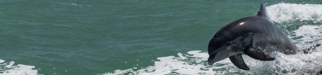 dolphin boat tour, June of 2017