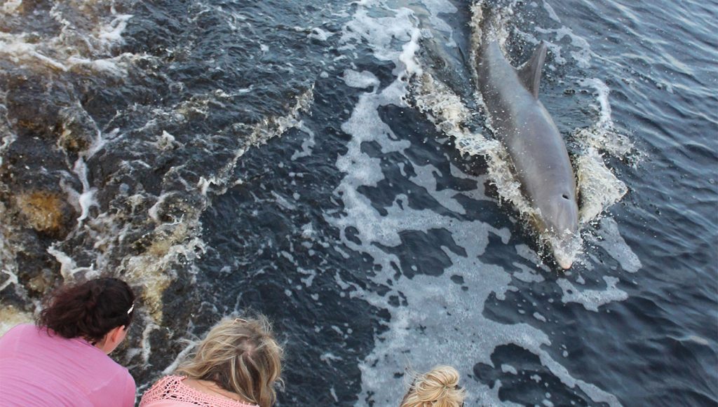 Dolphin tour, October 2017