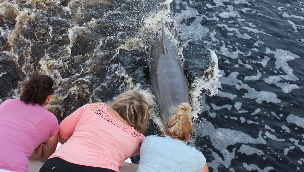 Dolphin tour on a private yacht charter in October of 2017