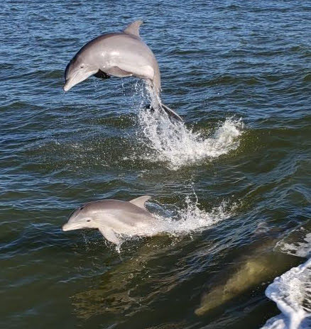 Dolphins jumping on yacht cruise