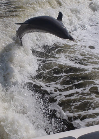 Dolphin jumping wake on a dolphin cruise