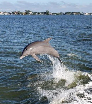 Dolphin jumping near Fort Myers Beach