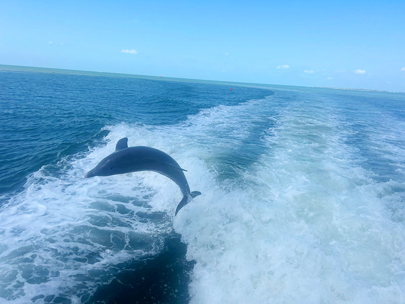 Dolphin jumping wake on yacht cruise
