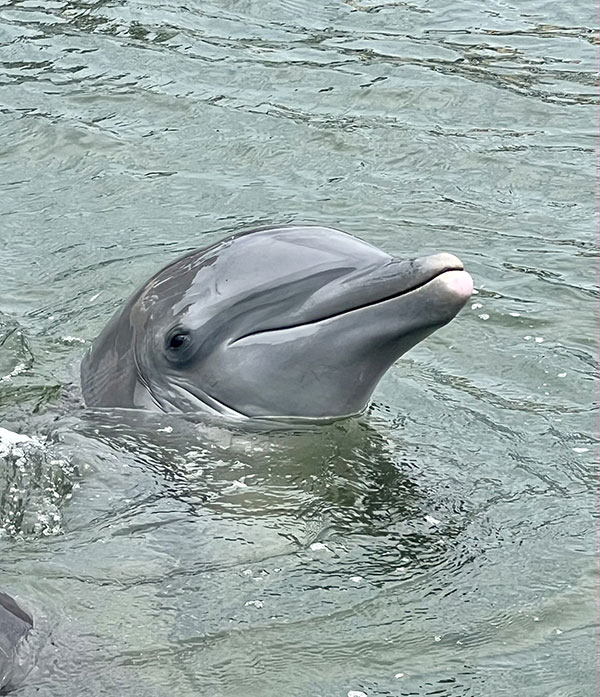 Dolphin saying hello on private yacht cruise with Captain Ron and his guests