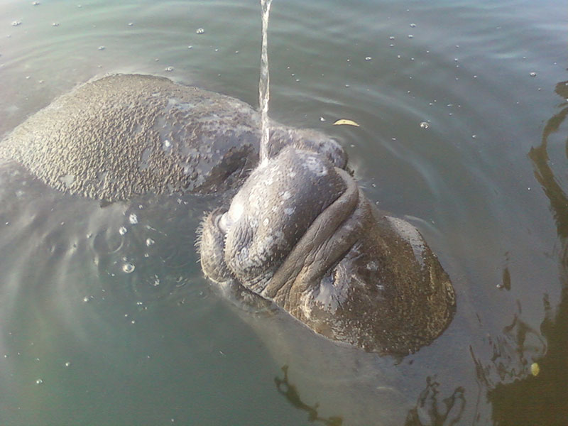 Manatee near the dock