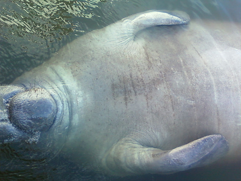 Manatee near the dock in Fort Myers Beach